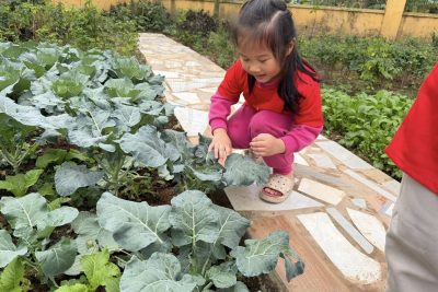 TRẢI NGHIỆM THAM QUAN VƯỜN RAU CỦA BÉ